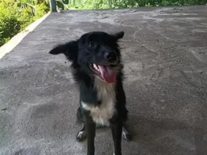 Cachorro raça SRD-ViraLata idade 1 ano nome Pandora