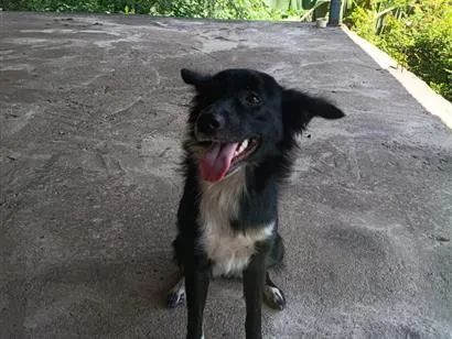 Cachorro raça SRD-ViraLata idade 1 ano nome Pandora