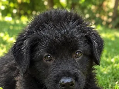 Cachorro raça SRD-ViraLata idade 2 a 6 meses nome Black