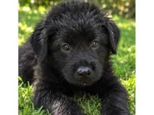 Cachorro raça SRD-ViraLata idade 2 a 6 meses nome Black