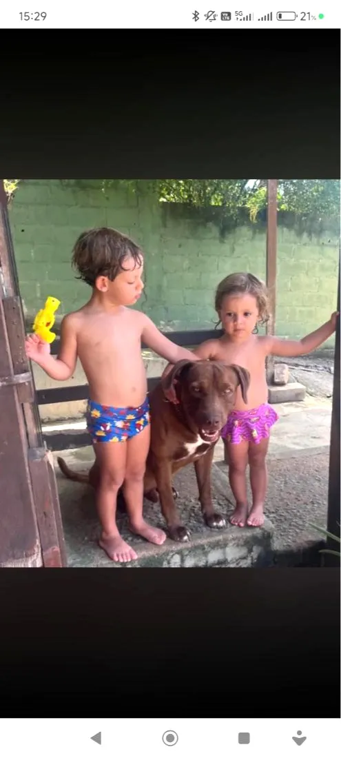 Cachorro raça Pit-Bull idade 4 anos nome Barto
