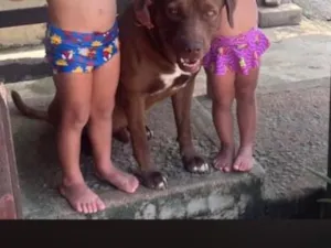 Cachorro raça Pit-Bull idade 4 anos nome Barto
