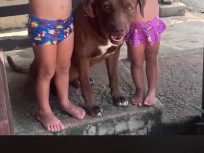 Cachorro raça Pit-Bull idade 4 anos nome Barto