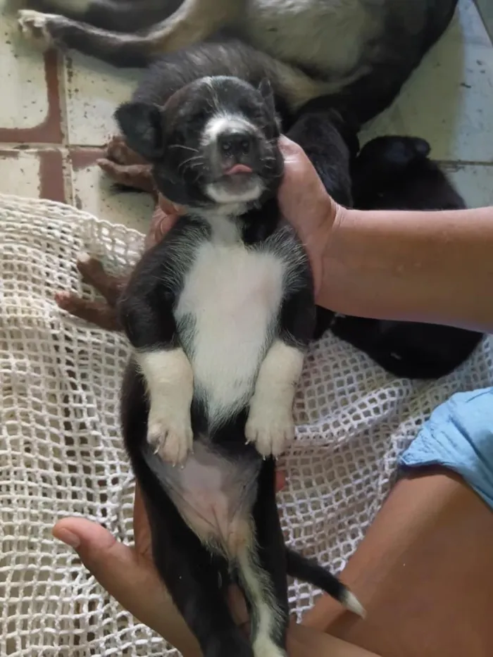 Cachorro raça SRD-ViraLata idade Abaixo de 2 meses nome sky
