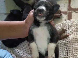 Cachorro raça SRD-ViraLata idade Abaixo de 2 meses nome sky