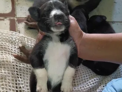 Cachorro raça SRD-ViraLata idade Abaixo de 2 meses nome sky