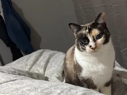 Gato raça SRD-ViraLata idade 6 ou mais anos nome Joana(branquinha) / Doralice(pretinha)