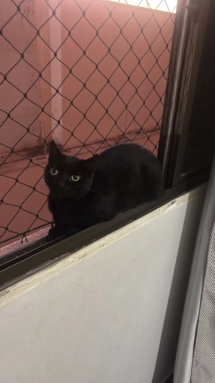 Gato raça SRD-ViraLata idade 6 ou mais anos nome Joana(branquinha) / Doralice(pretinha)