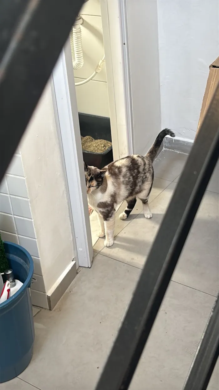 Gato raça SRD-ViraLata idade 6 ou mais anos nome Joana(branquinha) / Doralice(pretinha)