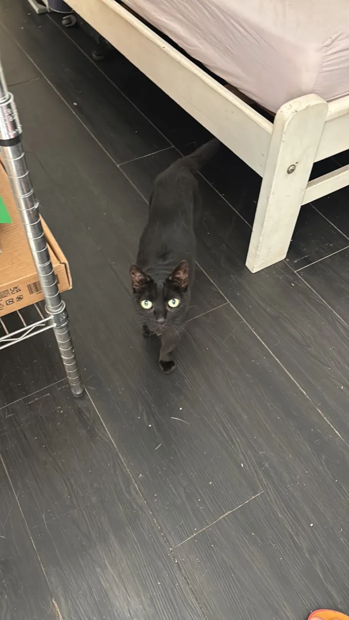Gato raça SRD-ViraLata idade 6 ou mais anos nome Joana(branquinha) / Doralice(pretinha)