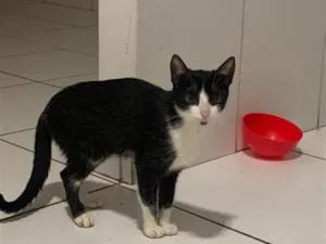 Gato raça SRD-ViraLata idade 1 ano nome Atenas