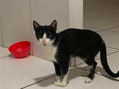 Gato raça SRD-ViraLata idade 1 ano nome Atenas