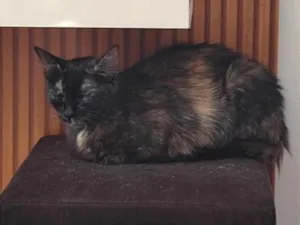 Gato raça SRD-ViraLata idade 7 a 11 meses nome Flora 