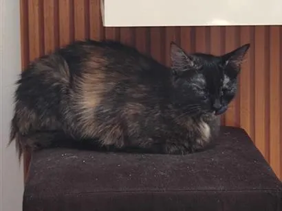 Gato raça SRD-ViraLata idade 7 a 11 meses nome Flora 