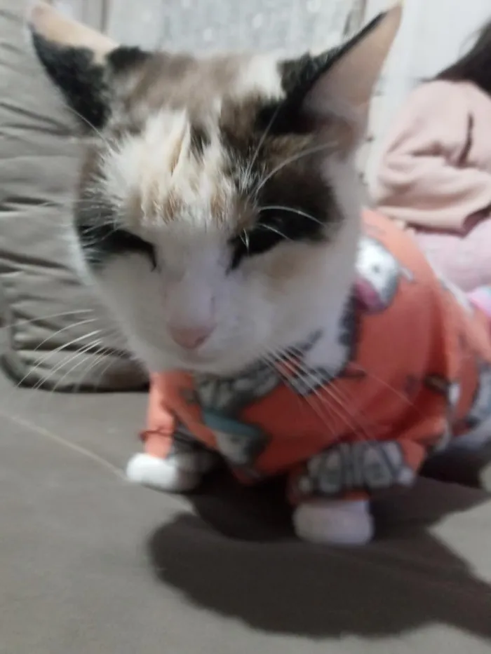 Gato raça  idade 3 anos nome Pérola 