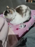 Pérola 