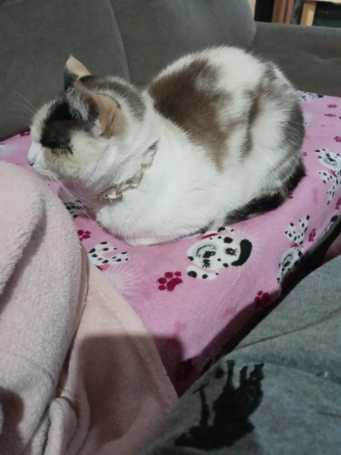 Gato raça  idade 3 anos nome Pérola 