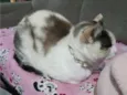 Pérola 