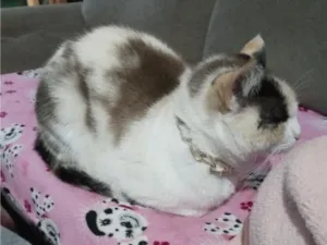 Gato raça  idade 3 anos nome Pérola 