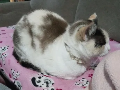 Gato raça  idade 3 anos nome Pérola 