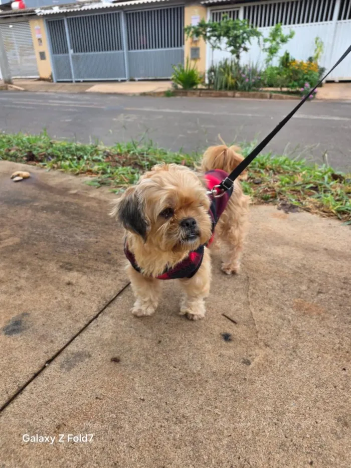 Cachorro raça Shitzu idade 4 anos nome Nao sei o nome