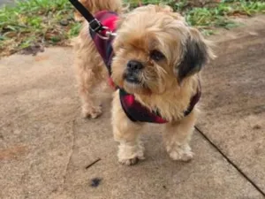 Cachorro raça Shitzu idade 4 anos nome Nao sei o nome