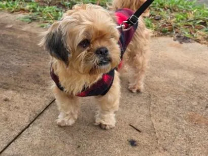 Cachorro raça Shitzu idade 4 anos nome Nao sei o nome