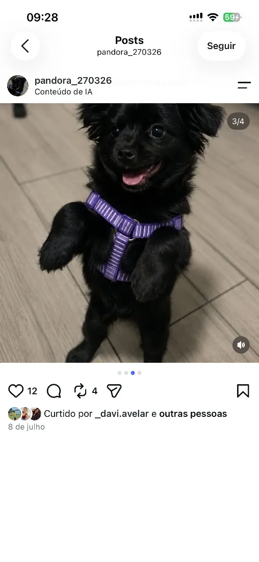 Cachorro raça SRD-ViraLata idade 7 a 11 meses nome Pandora 