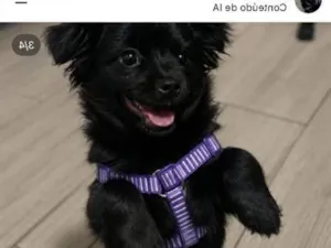 Cachorro raça SRD-ViraLata idade 7 a 11 meses nome Pandora 
