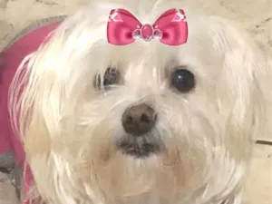 Cachorro raça Maltês idade 4 anos nome Cristal 