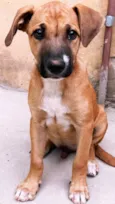 Thor