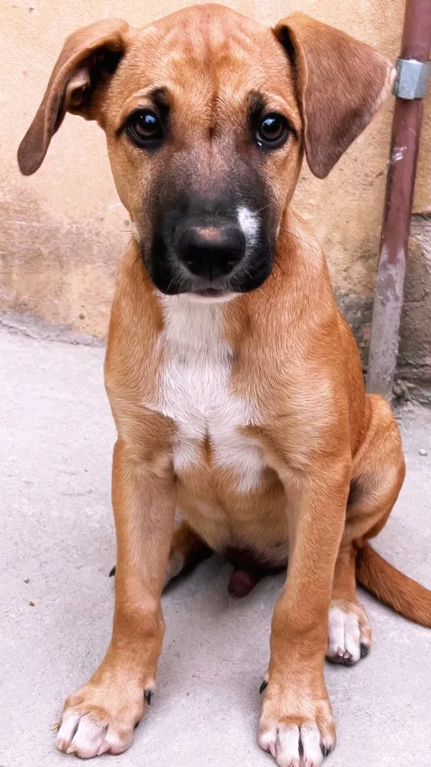 Cachorro raça SRD-ViraLata idade 2 a 6 meses nome Thor