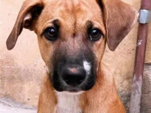 Cachorro raça SRD-ViraLata idade 2 a 6 meses nome Thor