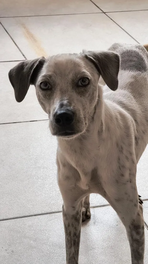 Cachorro raça SRD-ViraLata idade 1 ano nome Bob