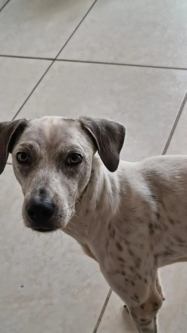 Cachorro raça SRD-ViraLata idade 1 ano nome Bob