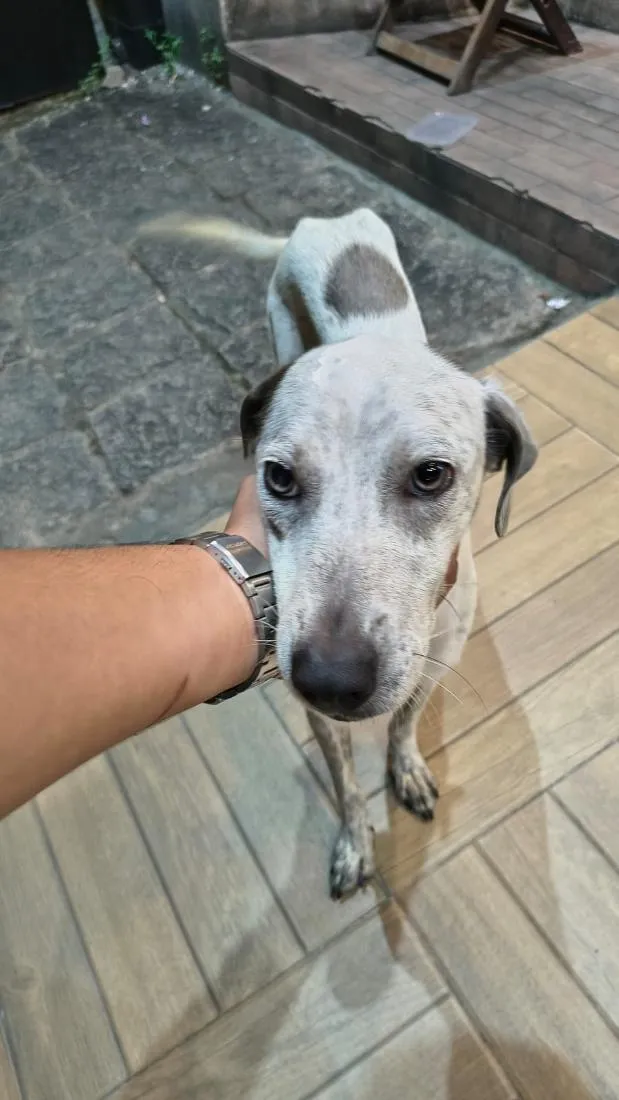 Cachorro raça SRD-ViraLata idade 1 ano nome Bob