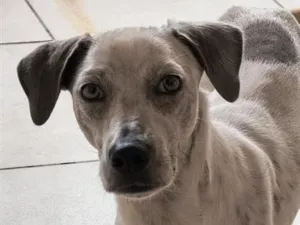 Cachorro raça SRD-ViraLata idade 1 ano nome Bob