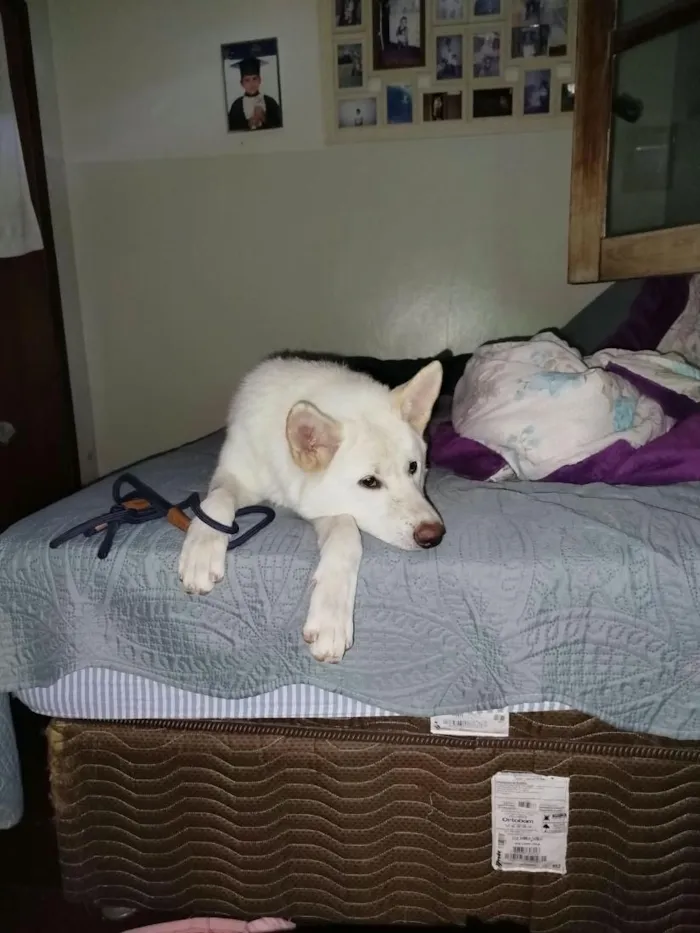 Cachorro raça SRD-ViraLata idade 1 ano nome Skadi