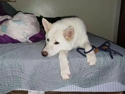 Cachorro raça SRD-ViraLata idade 1 ano nome Skadi