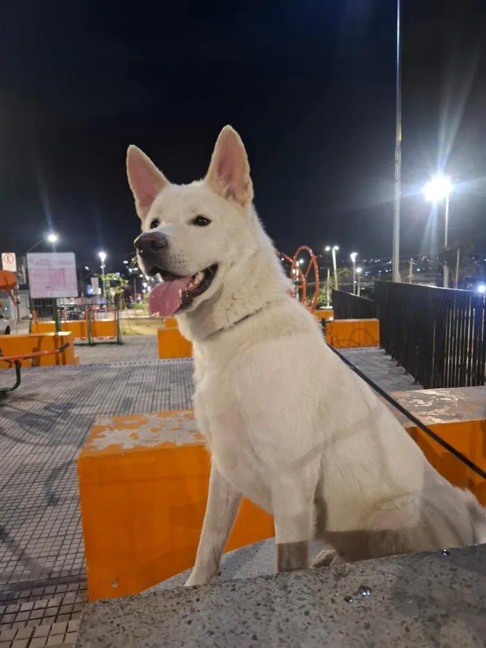 Cachorro raça SRD-ViraLata idade 1 ano nome Skadi