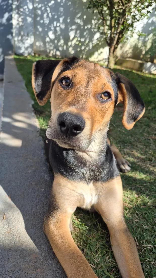 Cachorro raça SRD-ViraLata idade 7 a 11 meses nome Nyx
