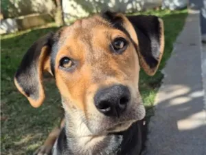 Cachorro raça SRD-ViraLata idade 7 a 11 meses nome Nyx