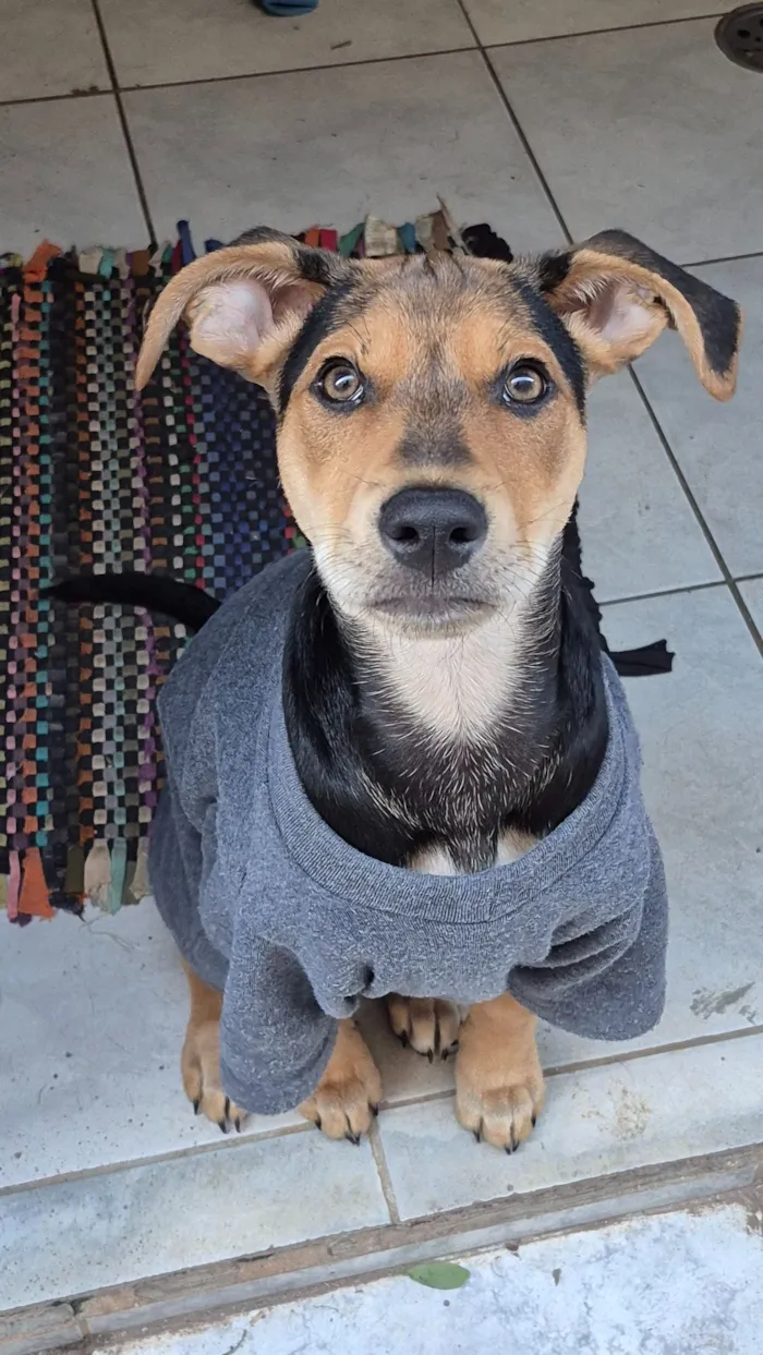 Cachorro raça SRD-ViraLata idade 7 a 11 meses nome Nyx