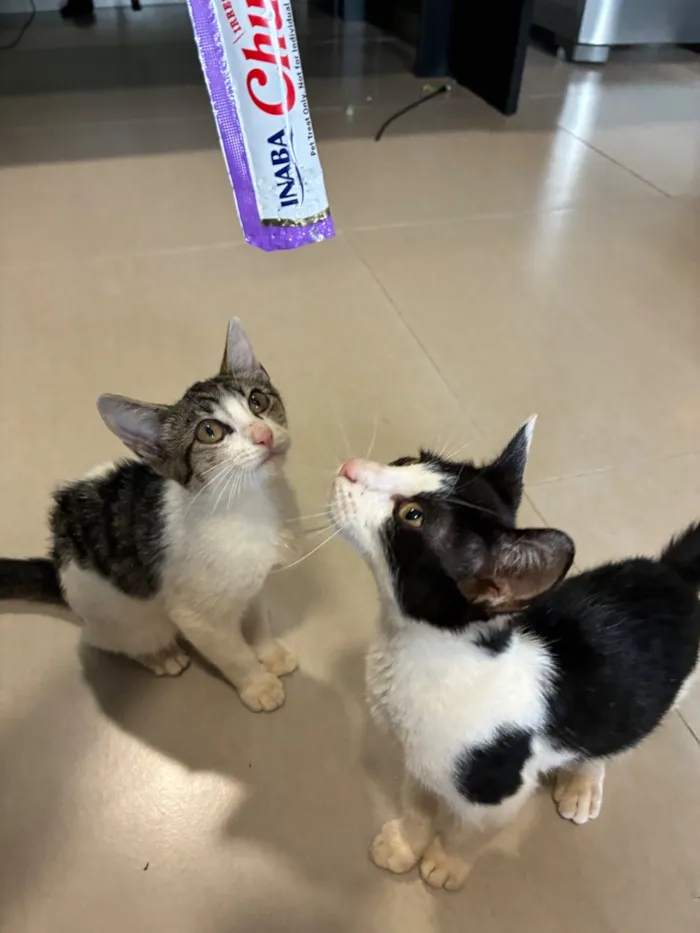 Gato raça SRD-ViraLata idade Abaixo de 2 meses nome SRD