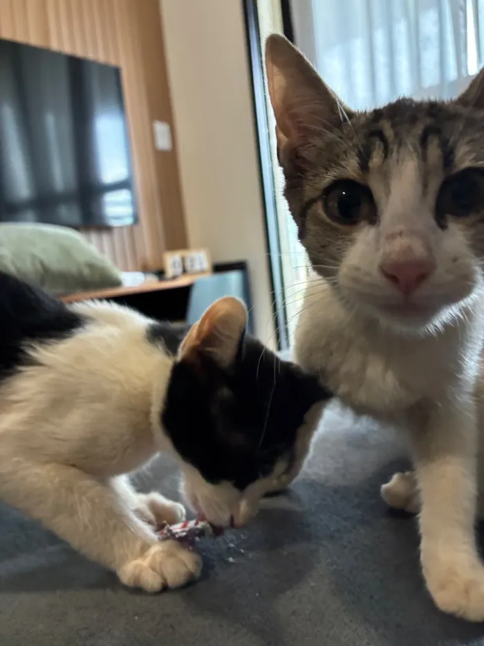 Gato raça SRD-ViraLata idade Abaixo de 2 meses nome SRD