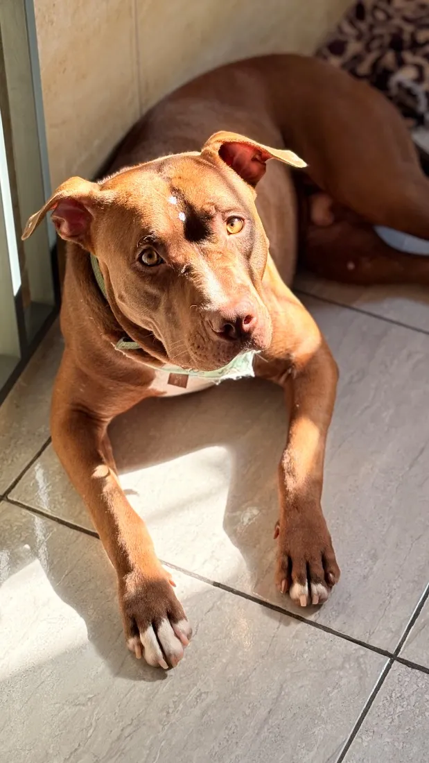 Cachorro raça SRD-ViraLata idade 2 anos nome Thor
