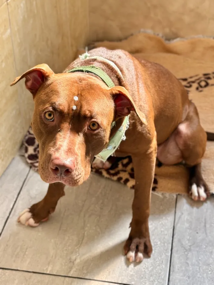 Cachorro raça SRD-ViraLata idade 2 anos nome Thor