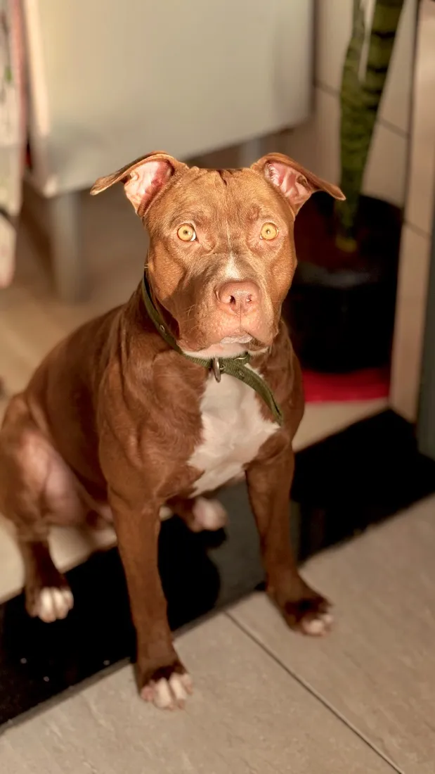 Cachorro raça SRD-ViraLata idade 2 anos nome Thor