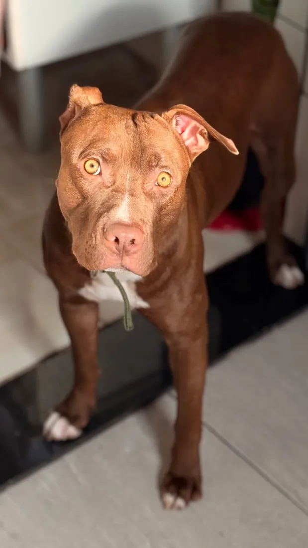 Cachorro raça SRD-ViraLata idade 2 anos nome Thor