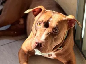 Cachorro raça SRD-ViraLata idade 2 anos nome Thor